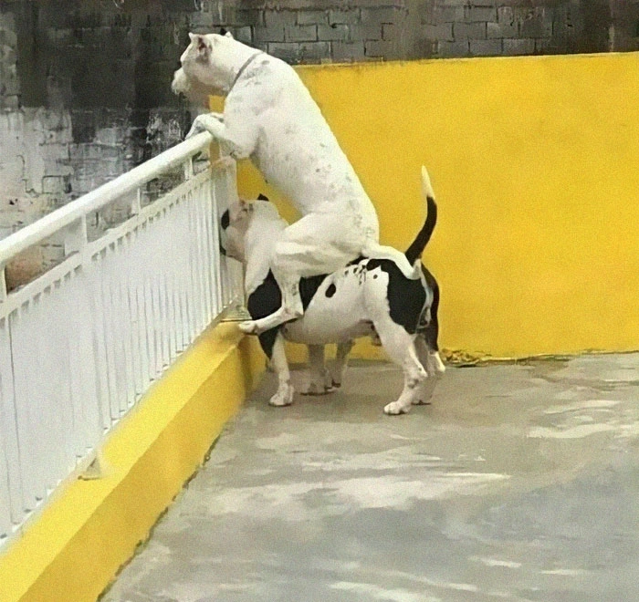 Nội dung video về chú chó phán xét